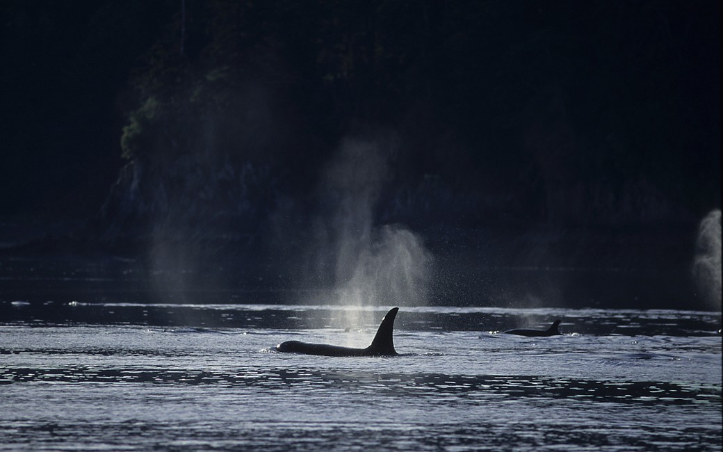 kiiller whales southeast alaska