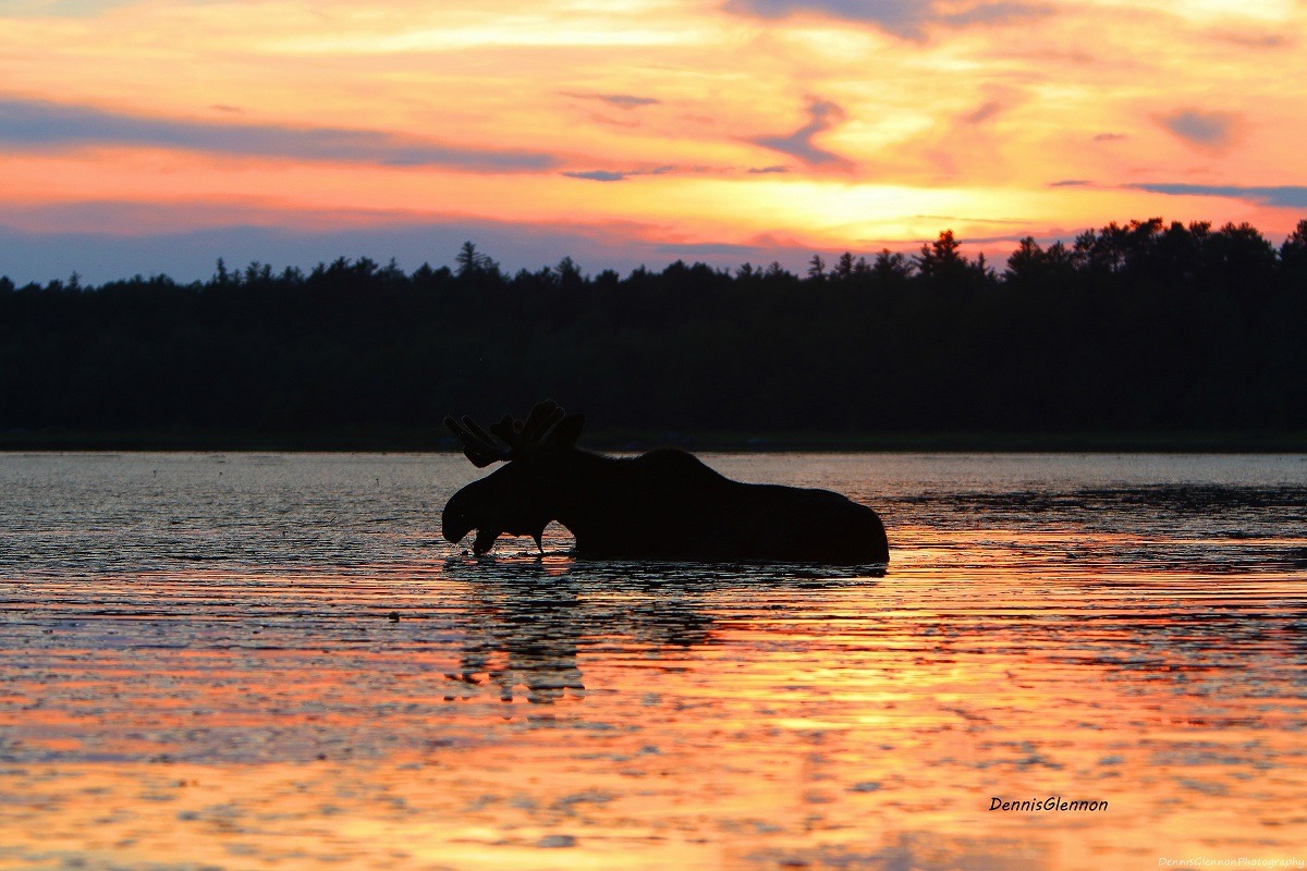 Dennis Glennon moose sunset