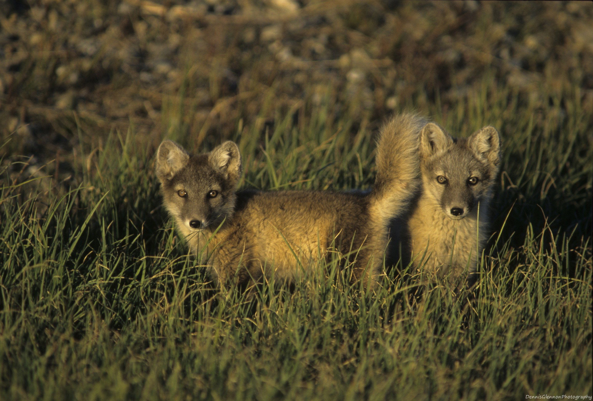 Actic Fox twin Newborns. Prudhoe Bay Alaska