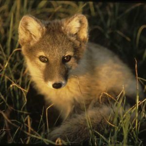 arctic-fox-at-sunset-prudhoe-bay-alaska-
