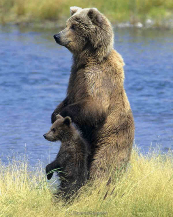 Grizzly Mom and Cub