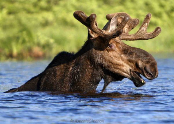 Happy Moose