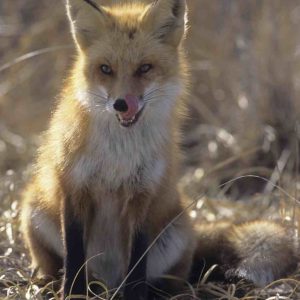 Red Fox Smile