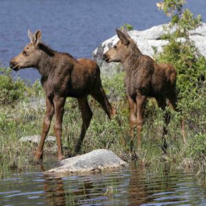 Moose Twins